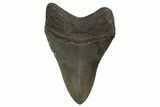Fossil Megalodon Tooth - Polished Blade #321119-1
